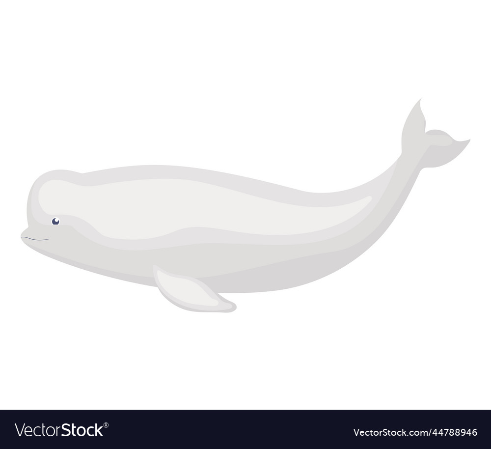 Cute beluga