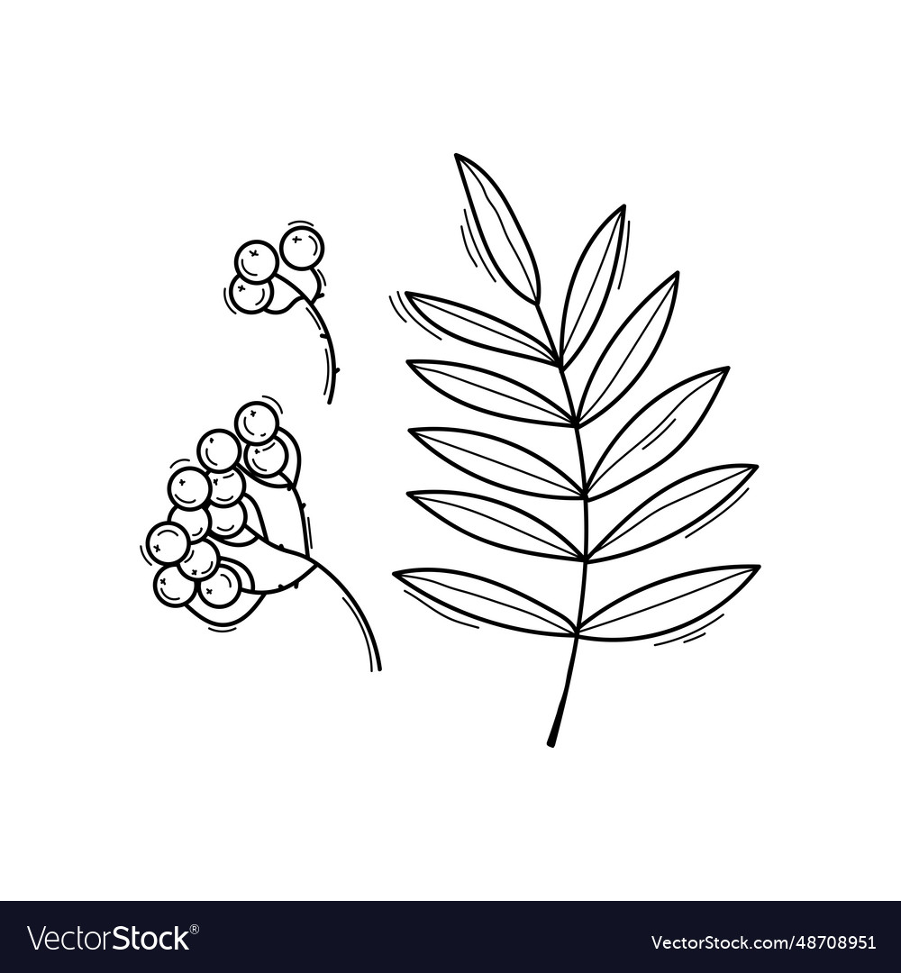 Black and white of rowan Royalty Free Vector Image