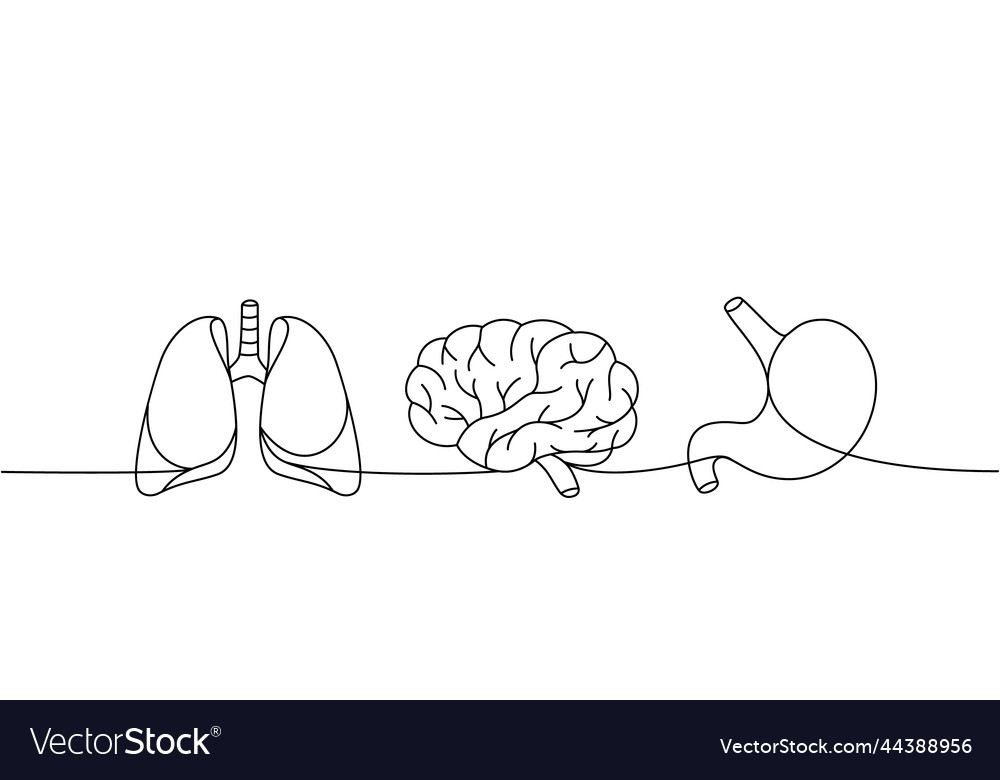 Set of human organs one line continuous drawing