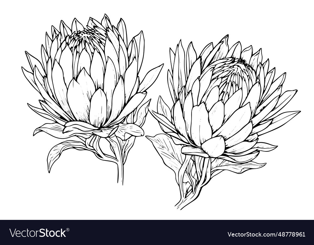 Elegant protea flower hand drawn ink sketch Vector Image