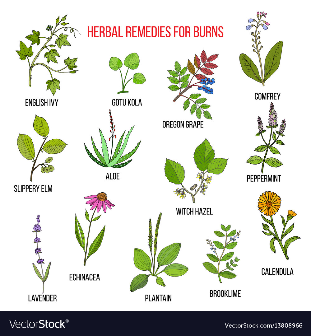 Collection of herbs for burns