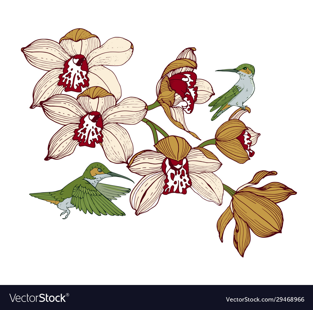 Orchids and hummingbirds composition for design