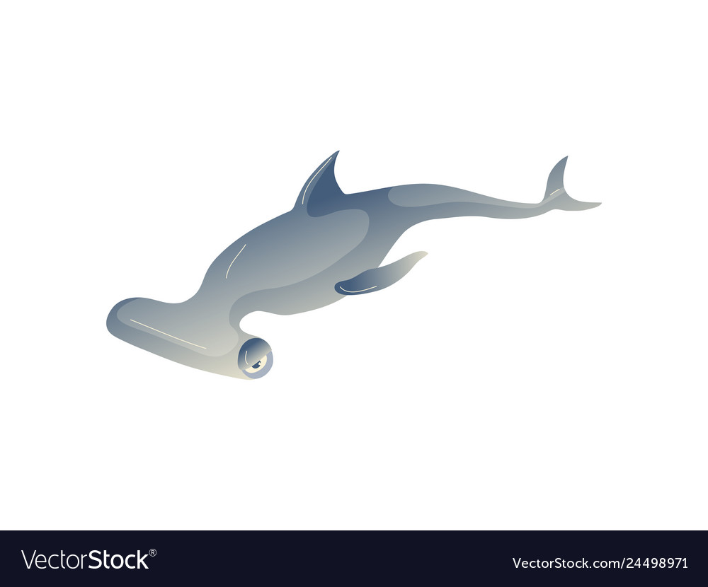 Cartoon hammerhead fon white background