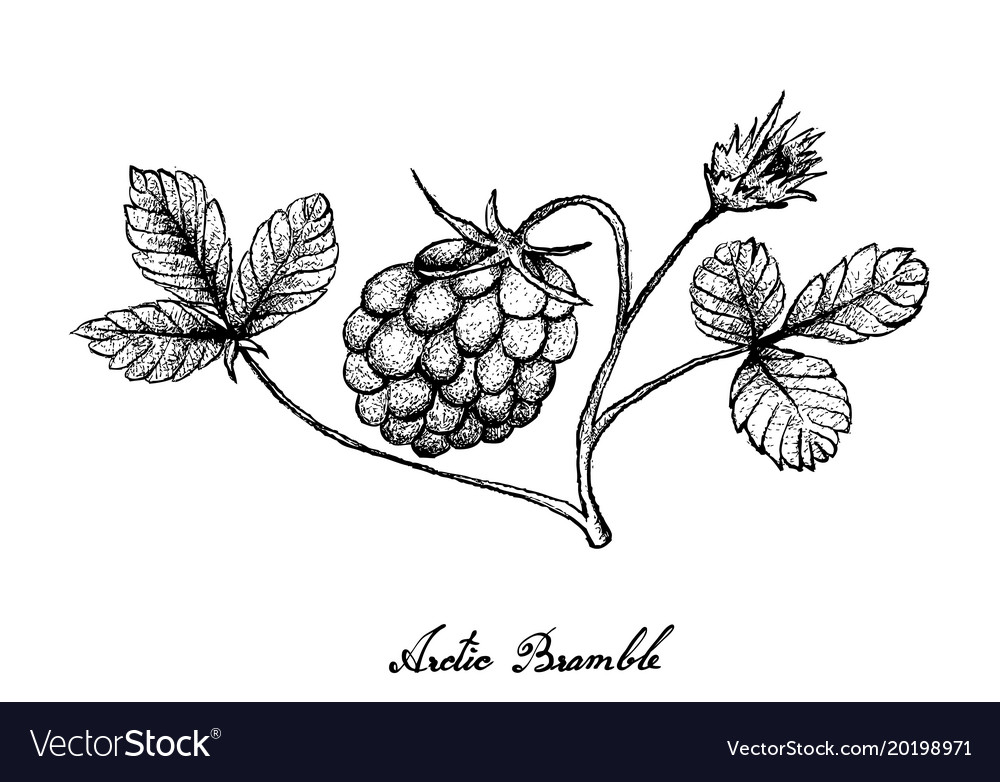 Hand drawn of arctic bramble berries on white back