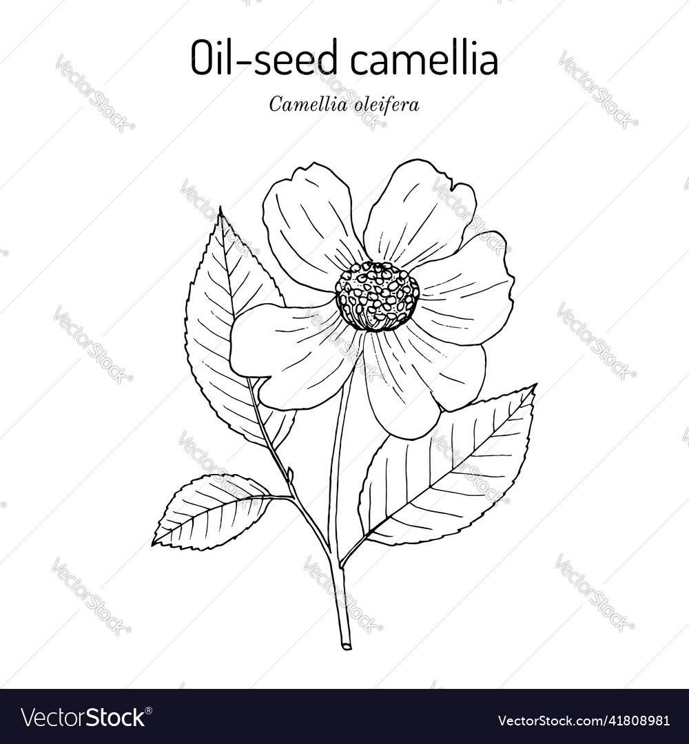 Ölsaat oder Teeöl camellia oleifera vector image Ölsaat oder Teeöl camellia oleifera