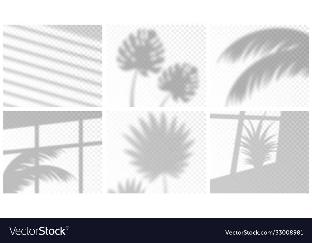 Realistic house plant palm tree and window blinds