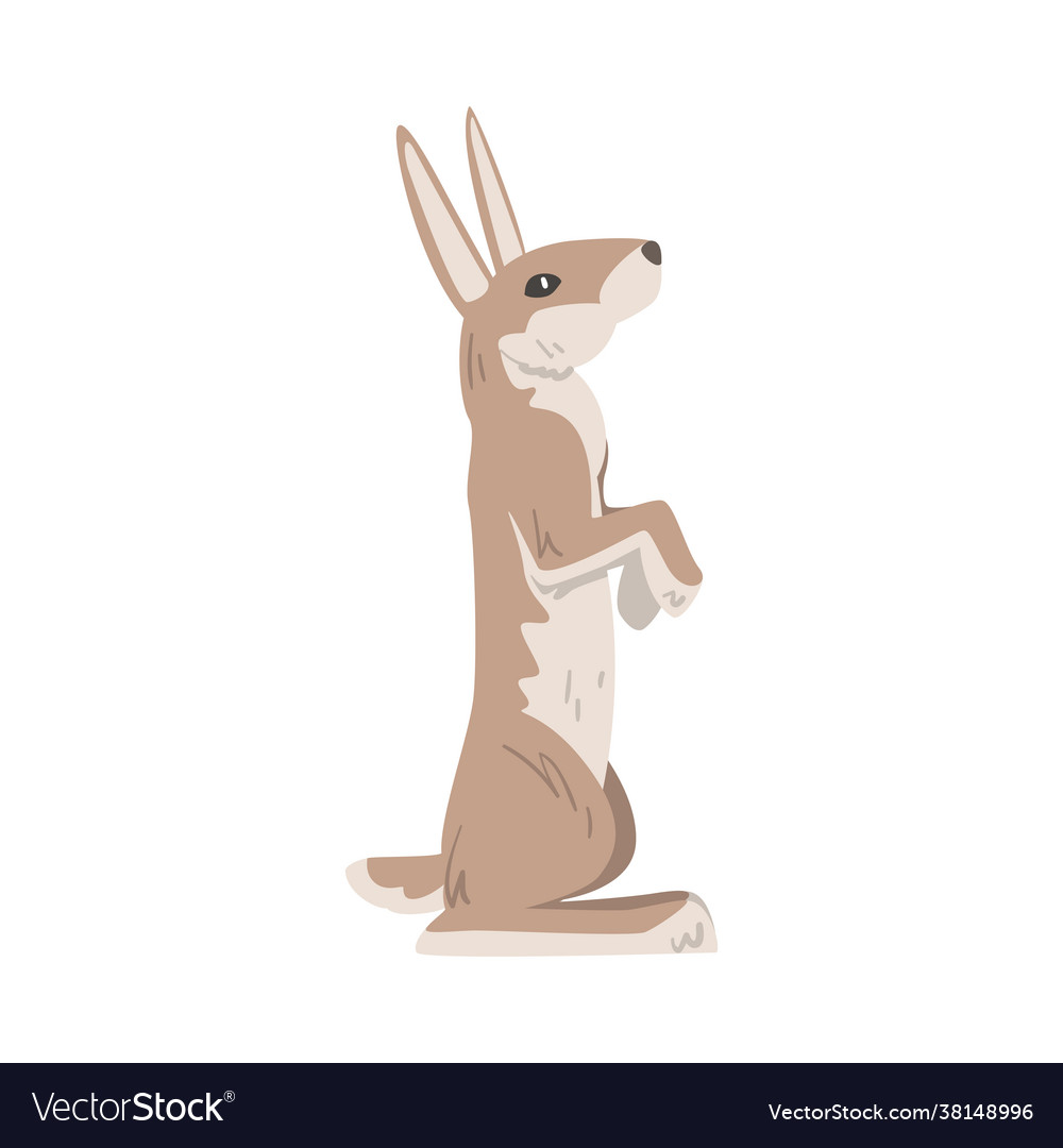 Standing on hind legs hare or jackrabbit as swift