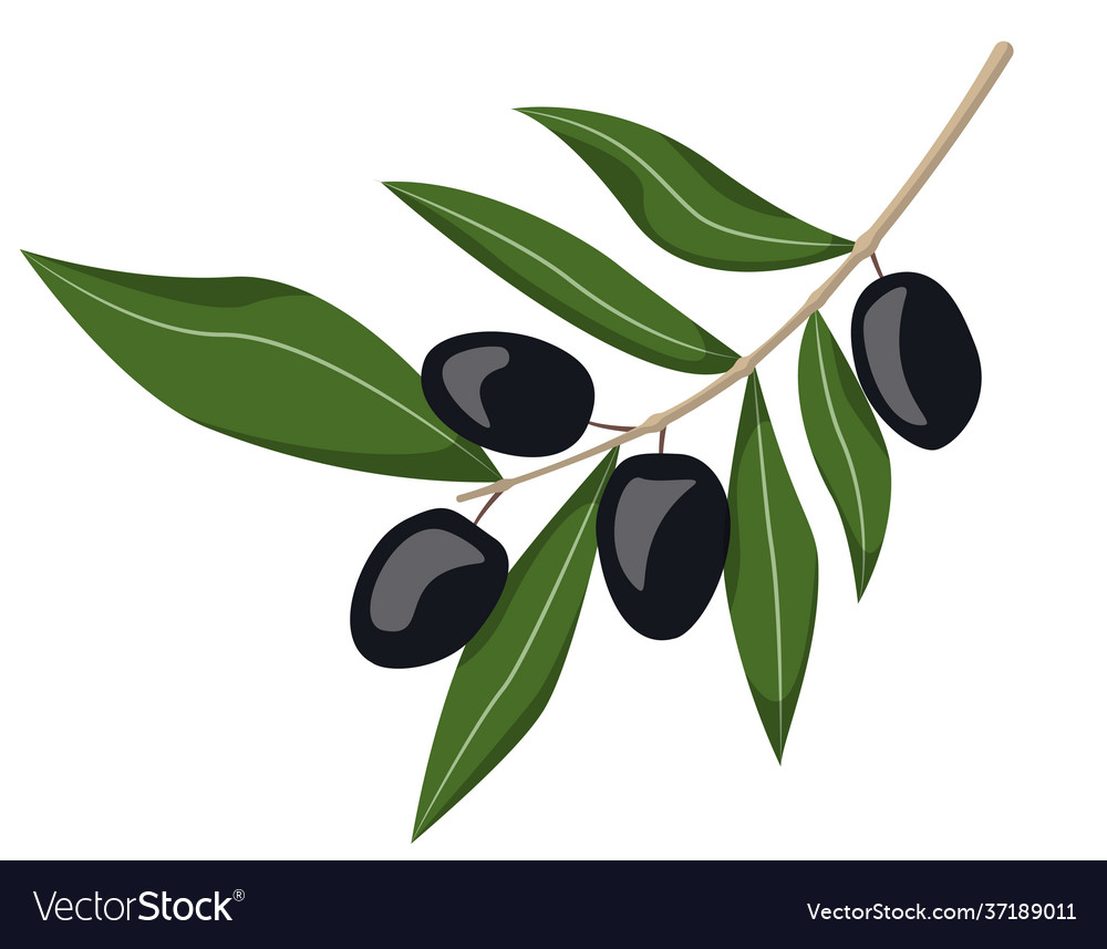 Black Olives On Branch Royalty Free Vector Image