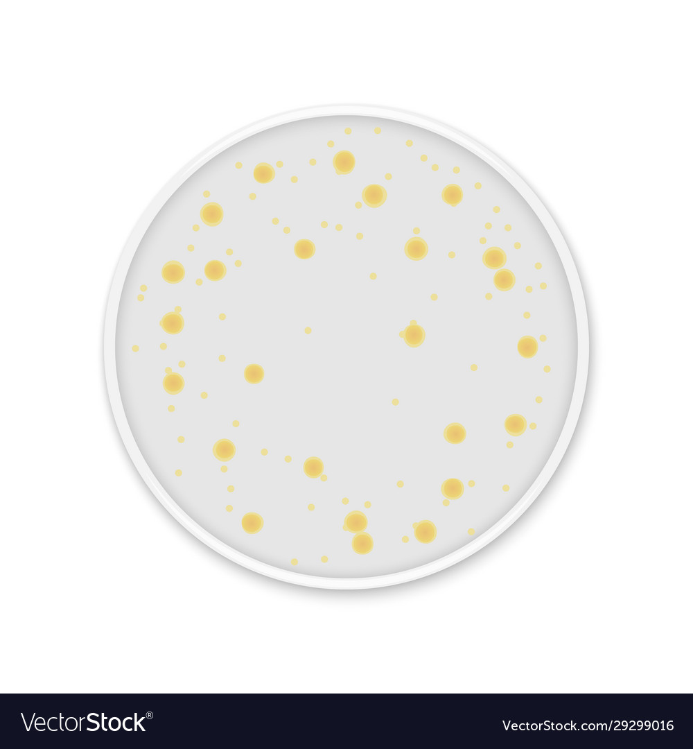 Bacteria colony spots on round dishes Royalty Free Vector