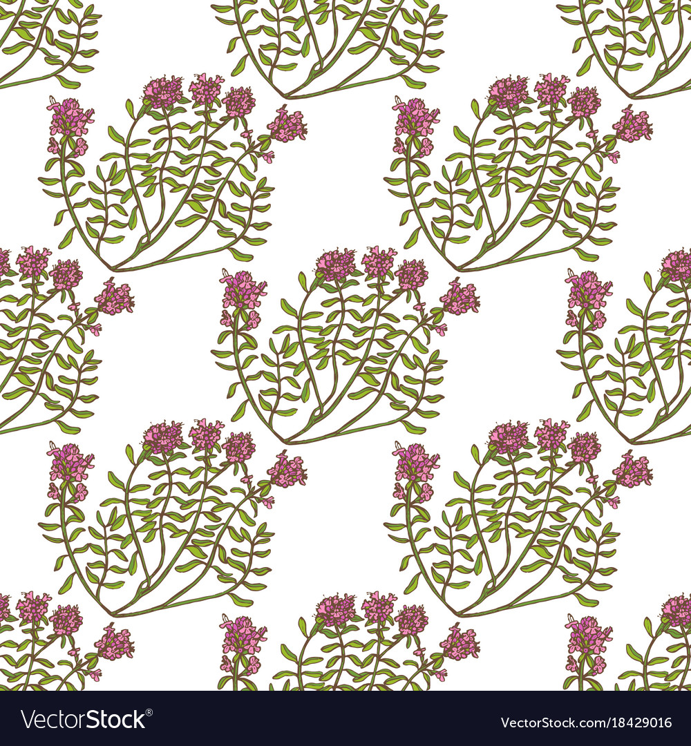 Colored wild thyme seamless pattern hand drawn