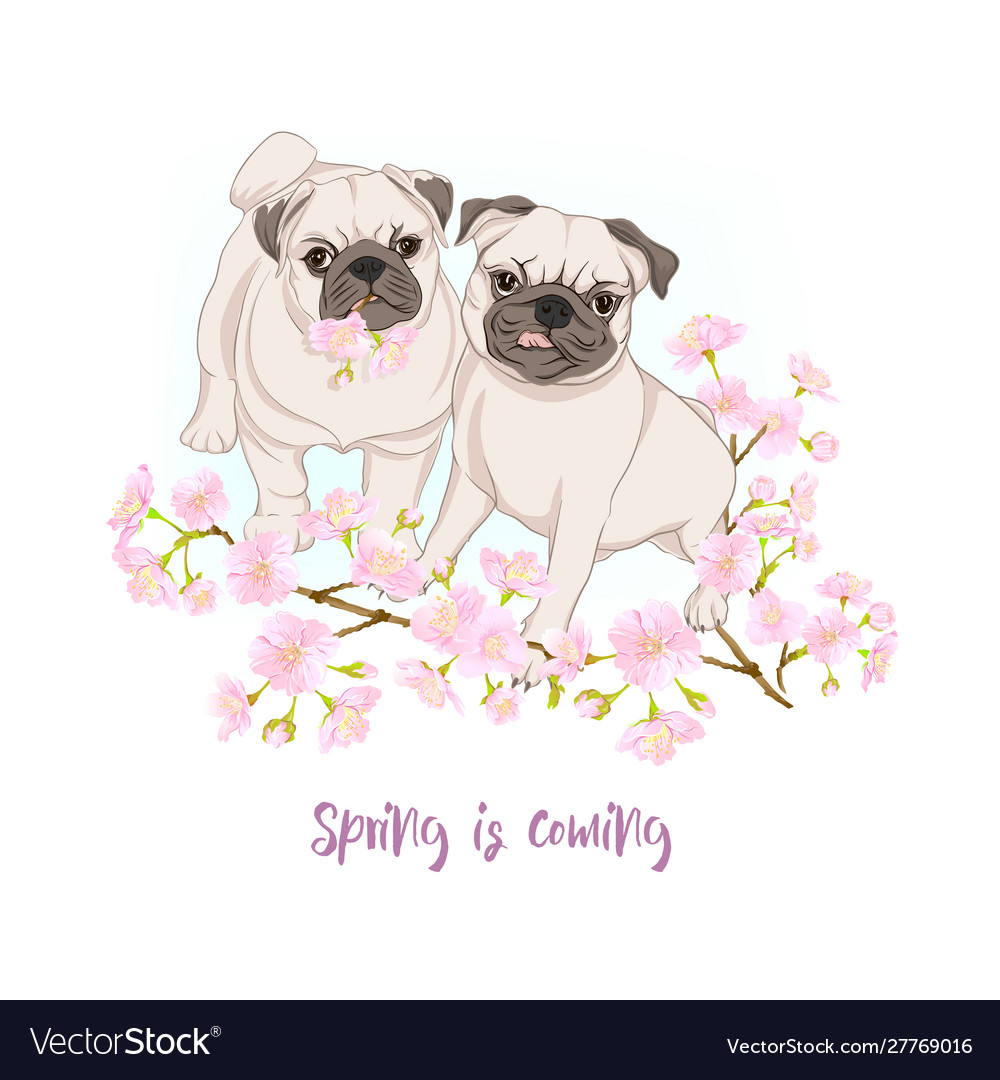 Pug dogs with blooming sakura flowers Royalty Free Vector