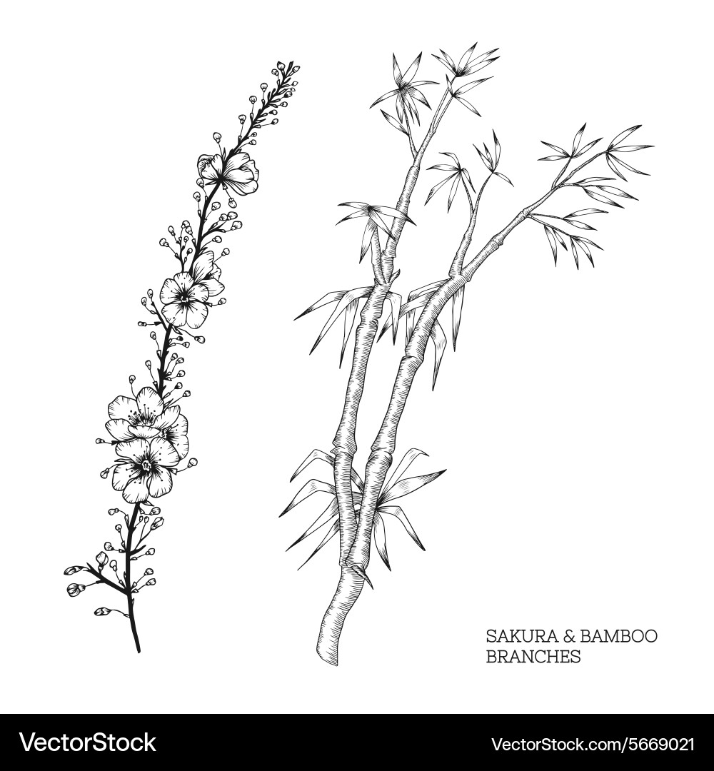 Hand drawn set of sakura and bamboo Royalty Free Vector