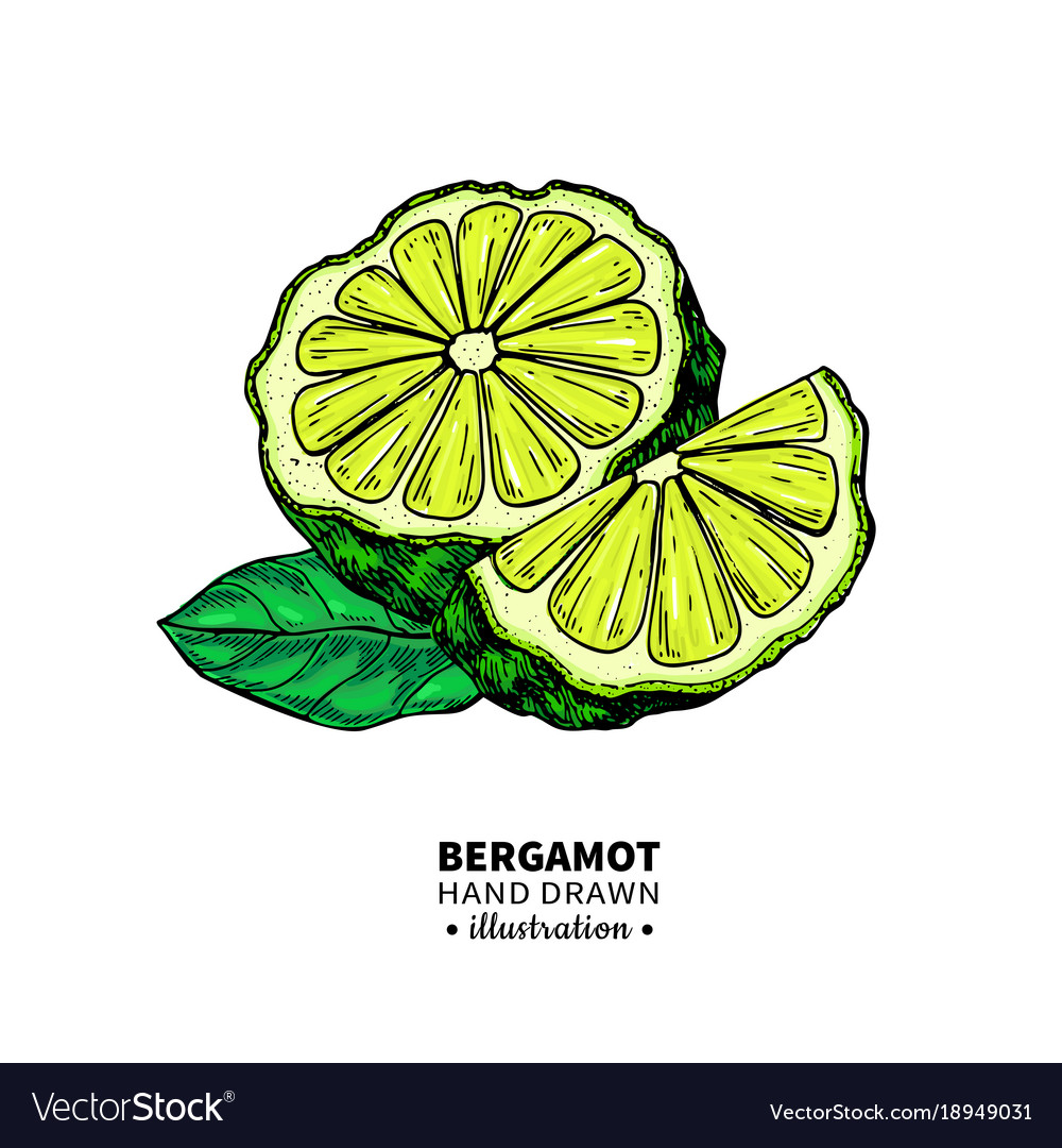 Bergamot Drawing Isolated Vintage Royalty Free Vector Image