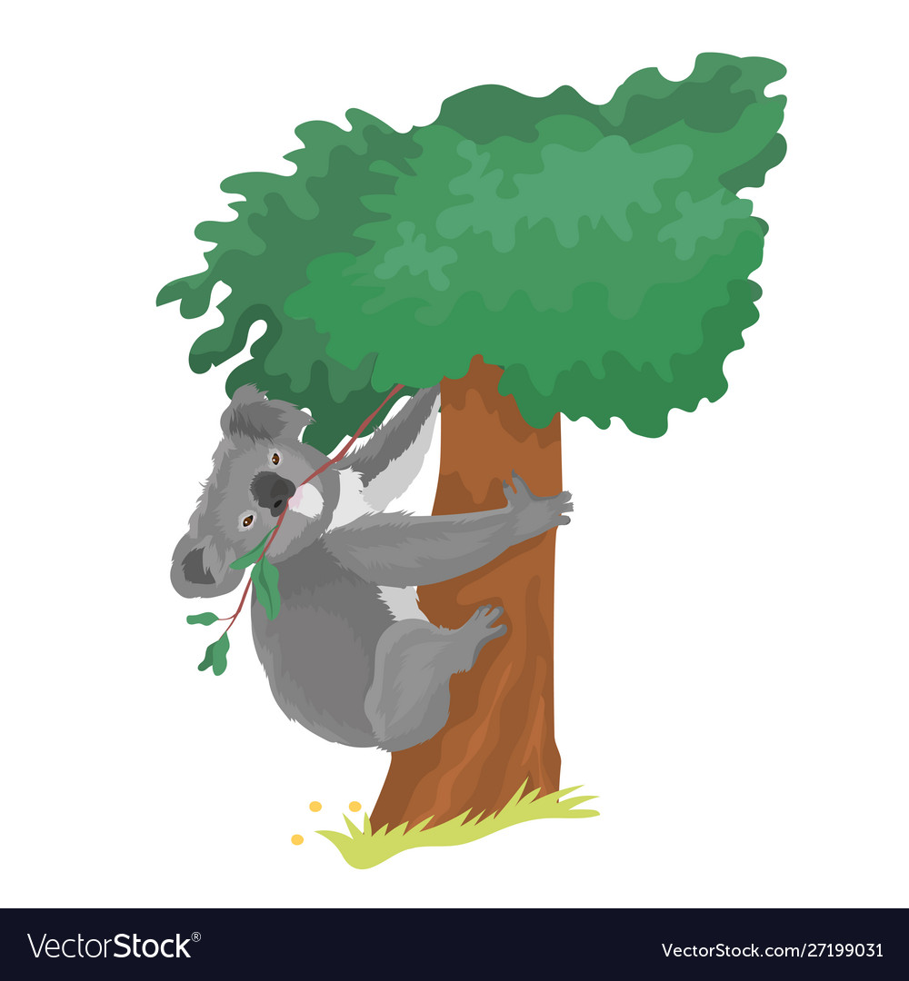Koala eats eucalyptus Royalty Free Vector Image