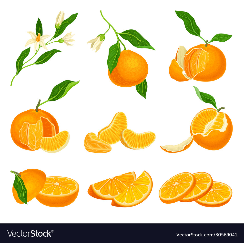 Orange mandarin fruit unpeeled and skinless Vector Image