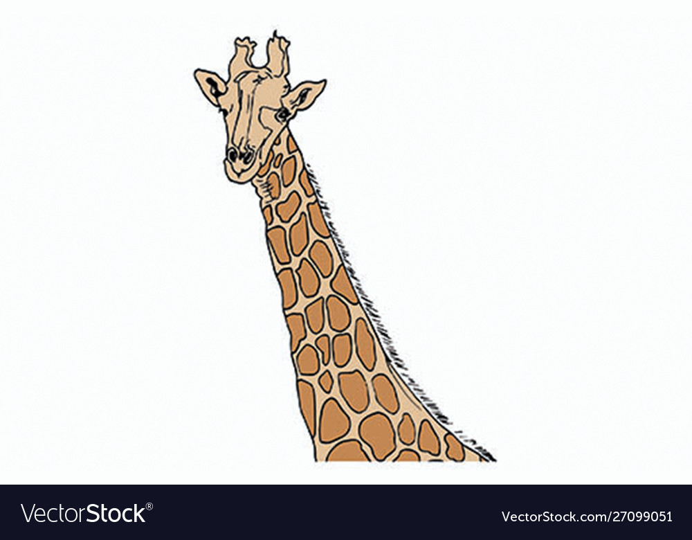 African animals - giraffe