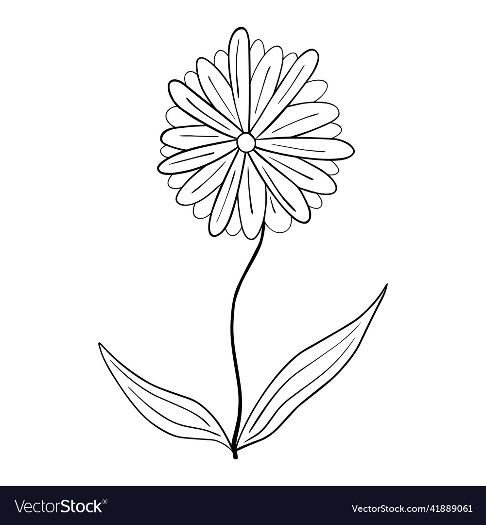 Hand drawn flower isolated on white background Vector Image