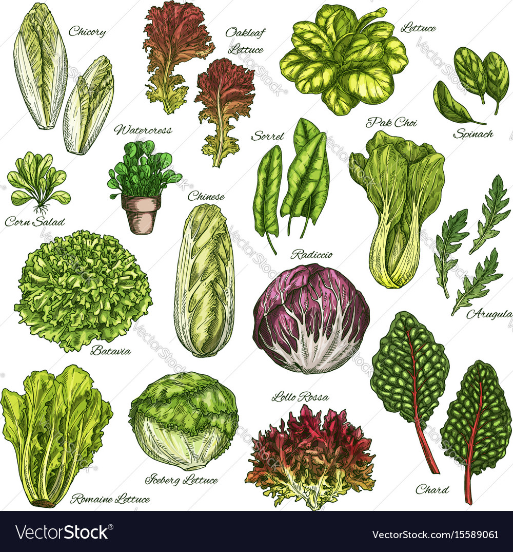Leafy Vegetables Drawing Images Green Vegetables Royalty Free Vector 
