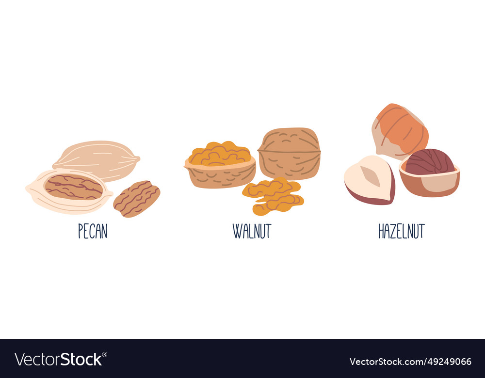 Nut kernels pecan walnut and hazelnut nutritious Vector Image