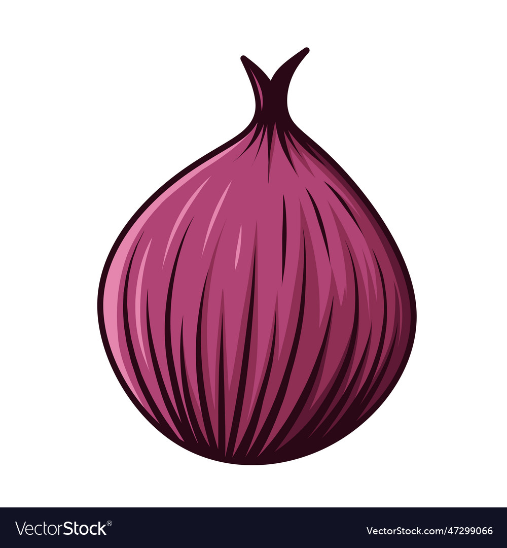 Purple onion Royalty Free Vector Image - VectorStock