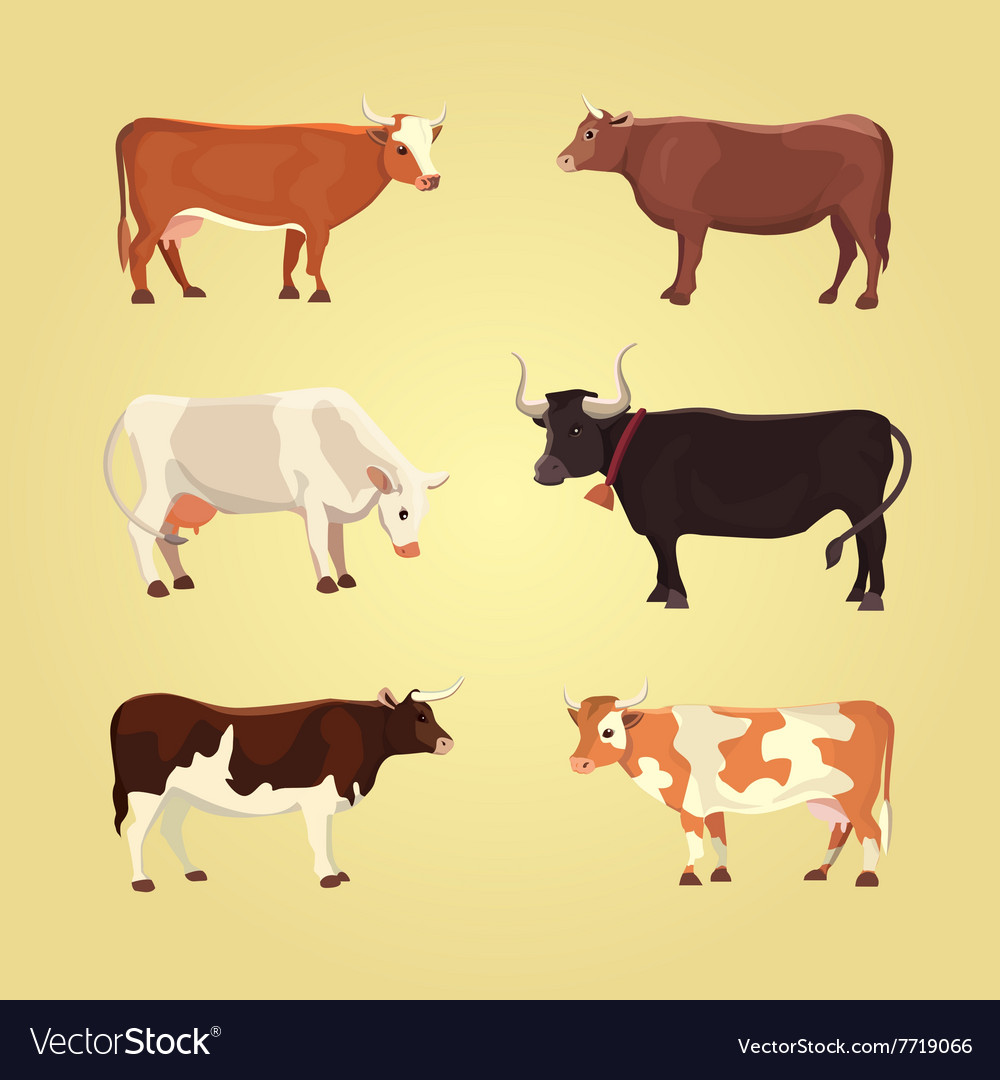 Set of different cows isolated