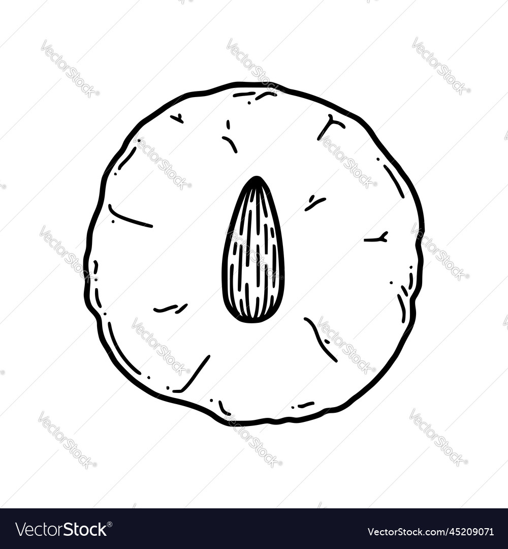 Chinese almond cookies Royalty Free Vector Image