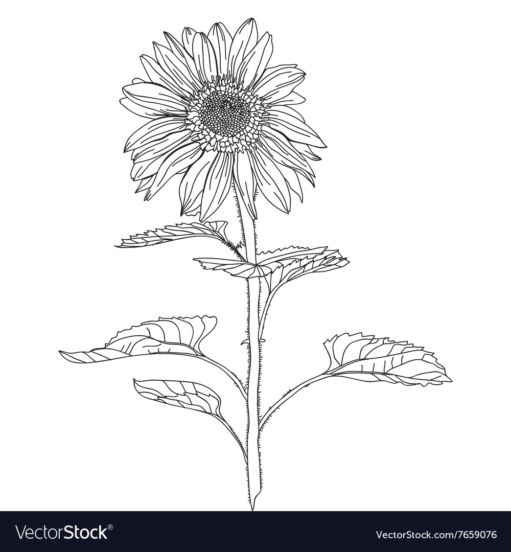 Floral decoration Royalty Free Vector Image - VectorStock