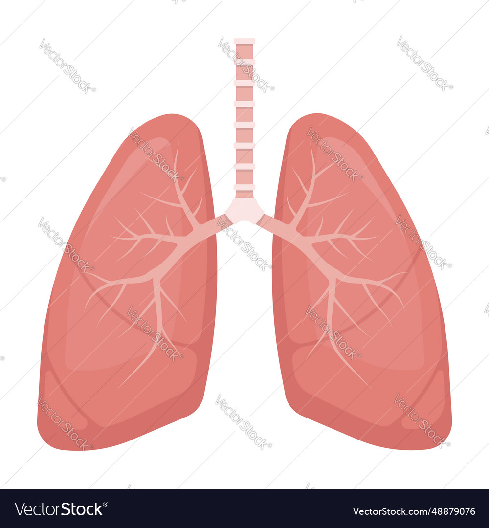 Human lungs isolated on white background