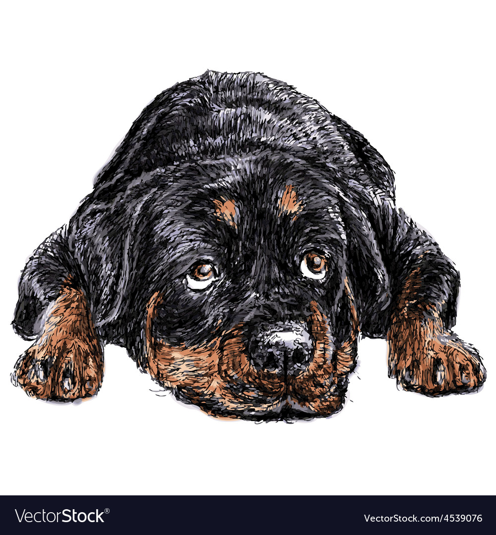 Rottweiler