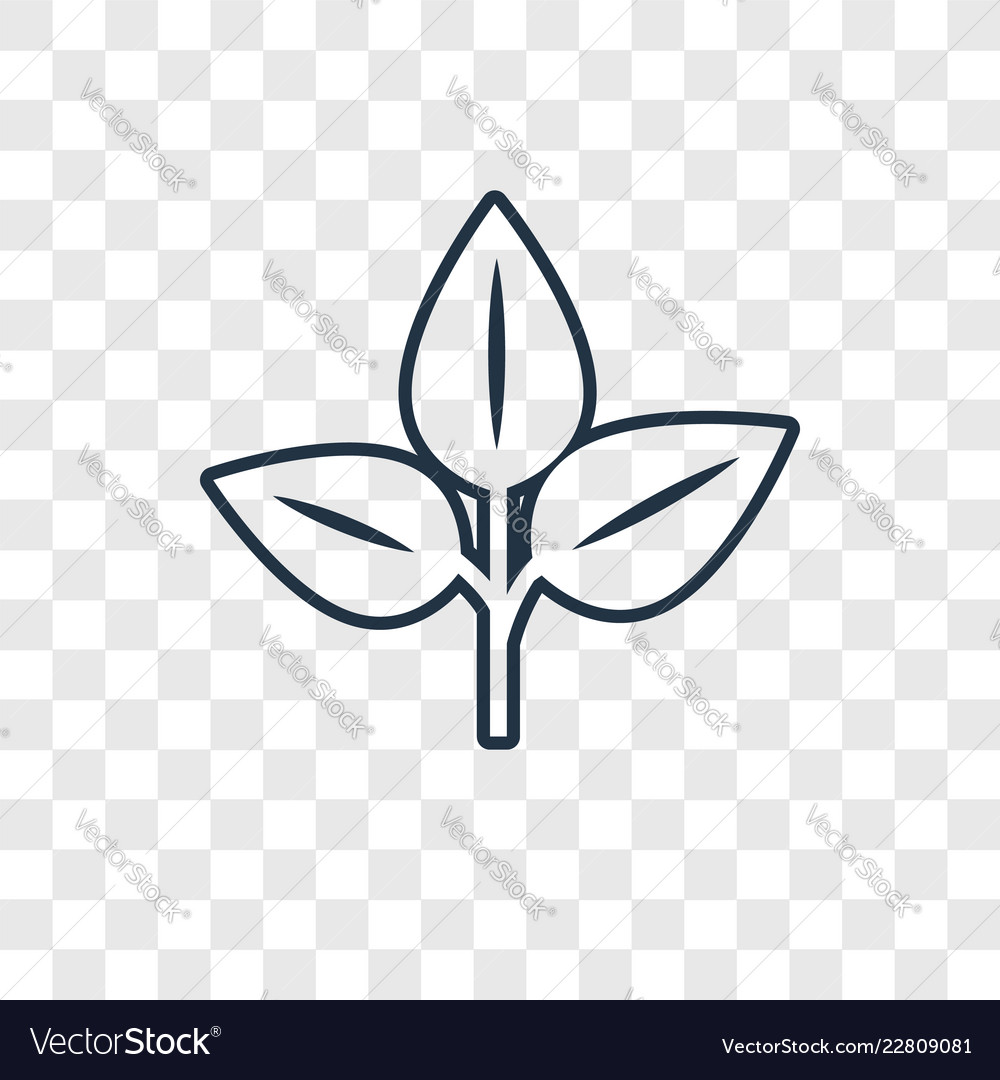 Leaf concept linear icon isolated on transparent