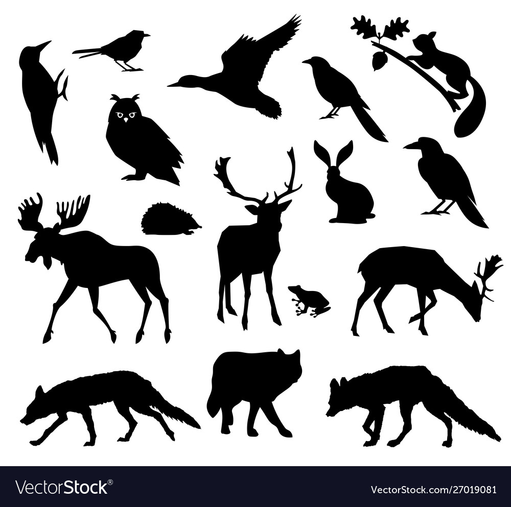 Woodland forest animals living in european vector image Woodland forest animals living in european