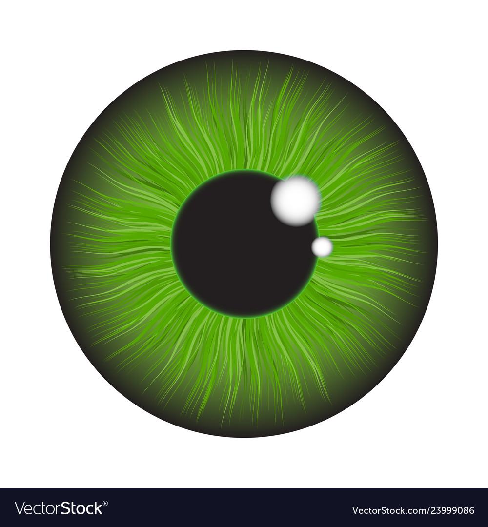 Realistic Green Eye - Iris Detail Royalty Free Vector Image