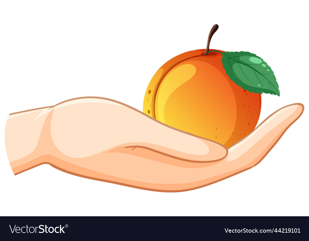 A peach in hand isolated