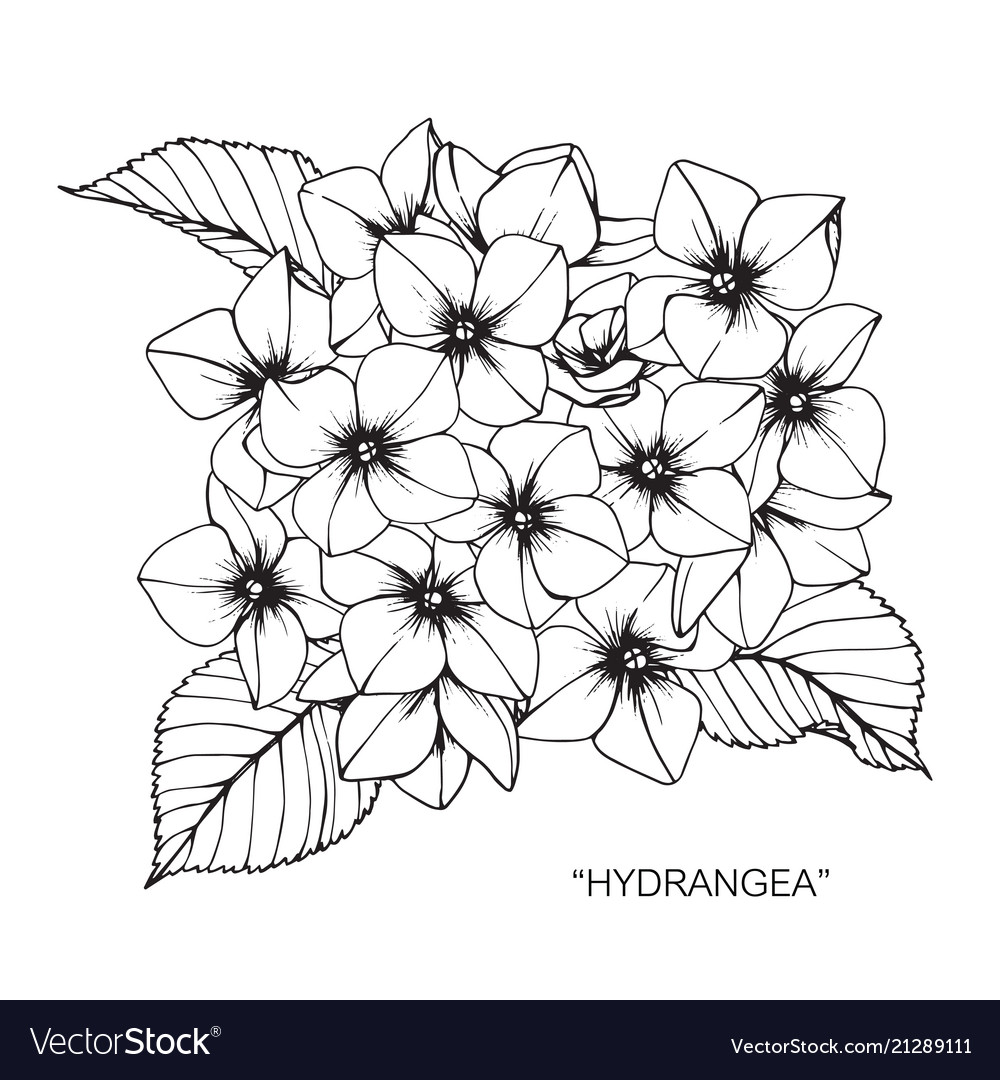 Hydrangea flower drawing Royalty Free Vector Image