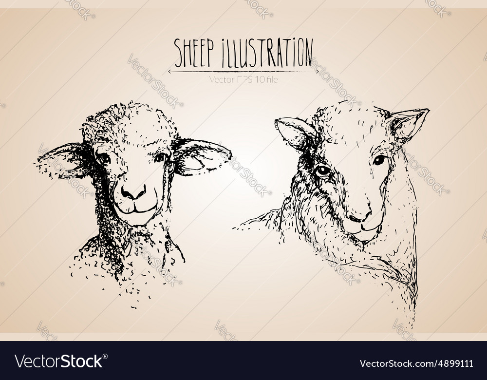 Sheep Royalty Free Vector Image - VectorStock