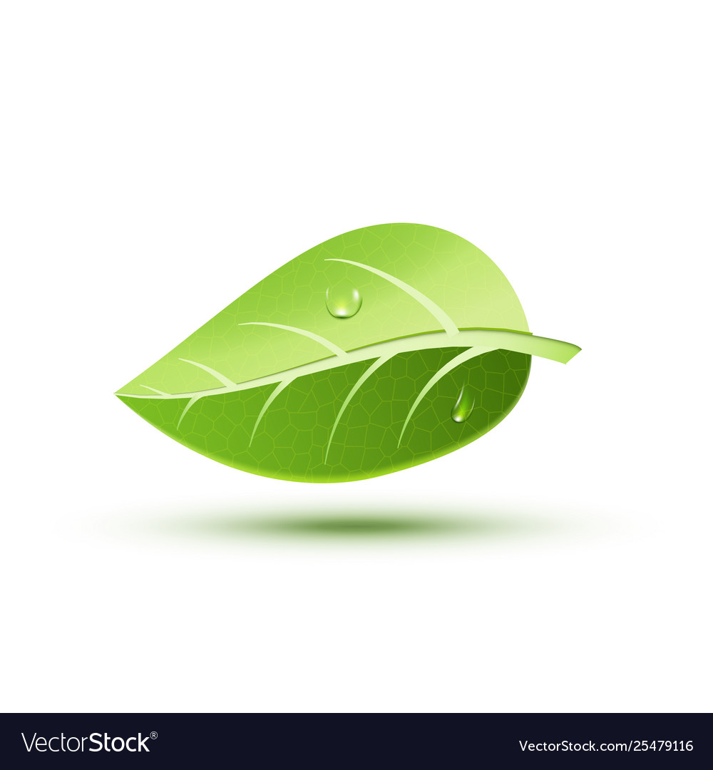 Green ecology concept icon leaf plant Vector Image Green ecology concept icon leaf plant
