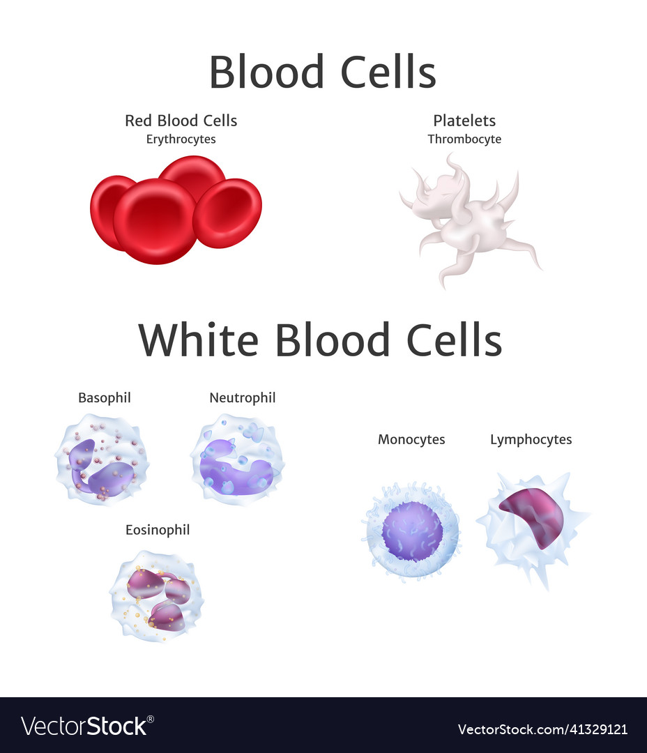 Hemoglobin and white blood cells lymphocytes Vector Image