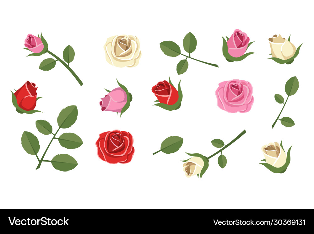 Rose elements Royalty Free Vector Image - VectorStock