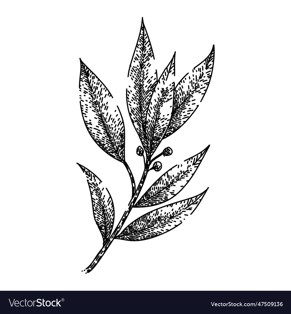 Bay leaf herb sketch hand drawn