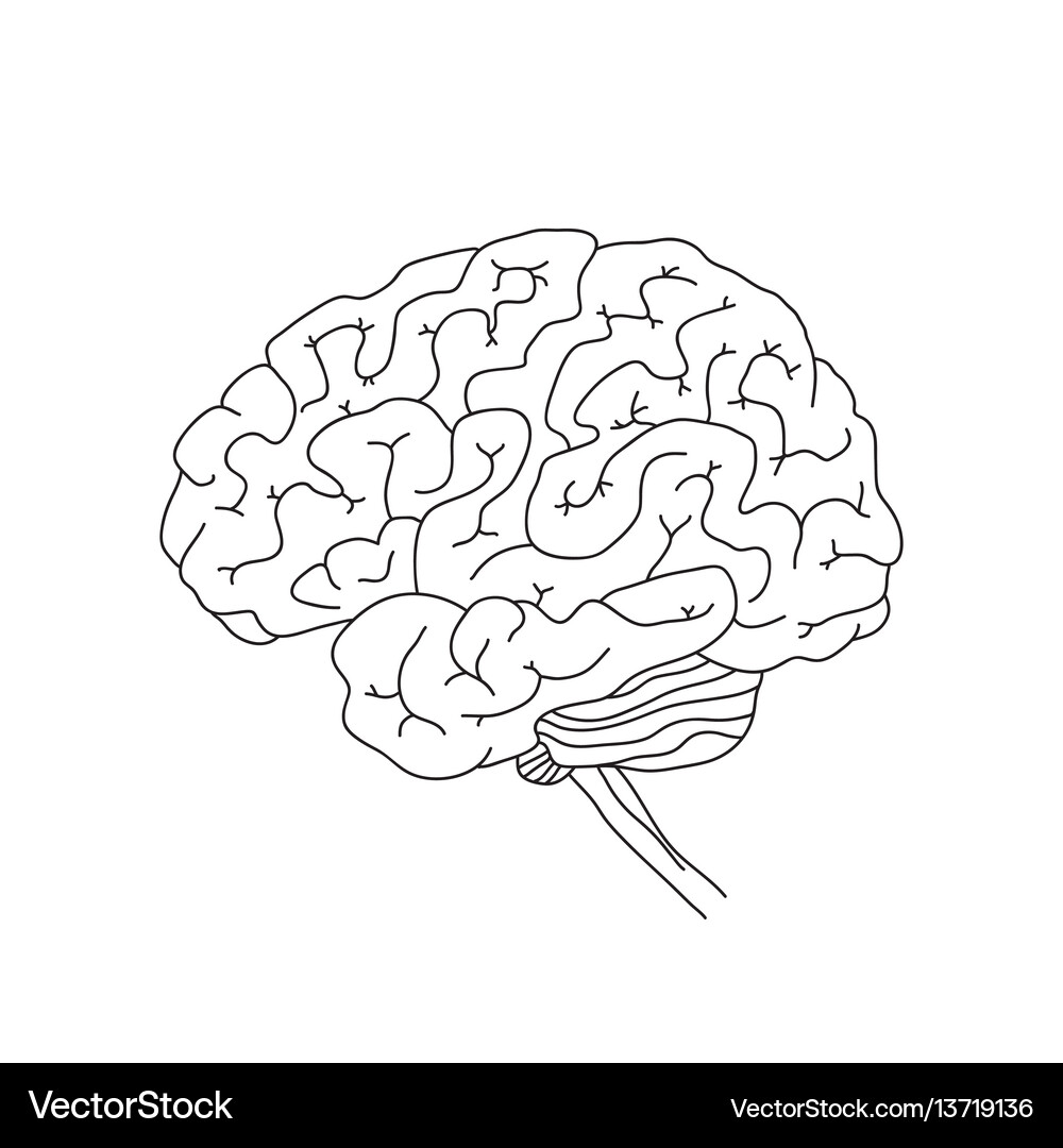 Human brain isolated on Royalty Free Vector Image