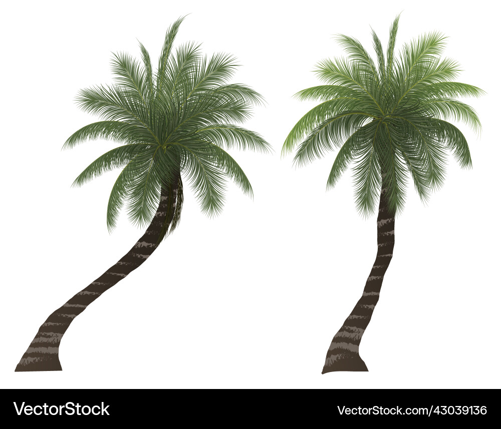 Palm Tree Coconut Tree Isolated On White Vector Image