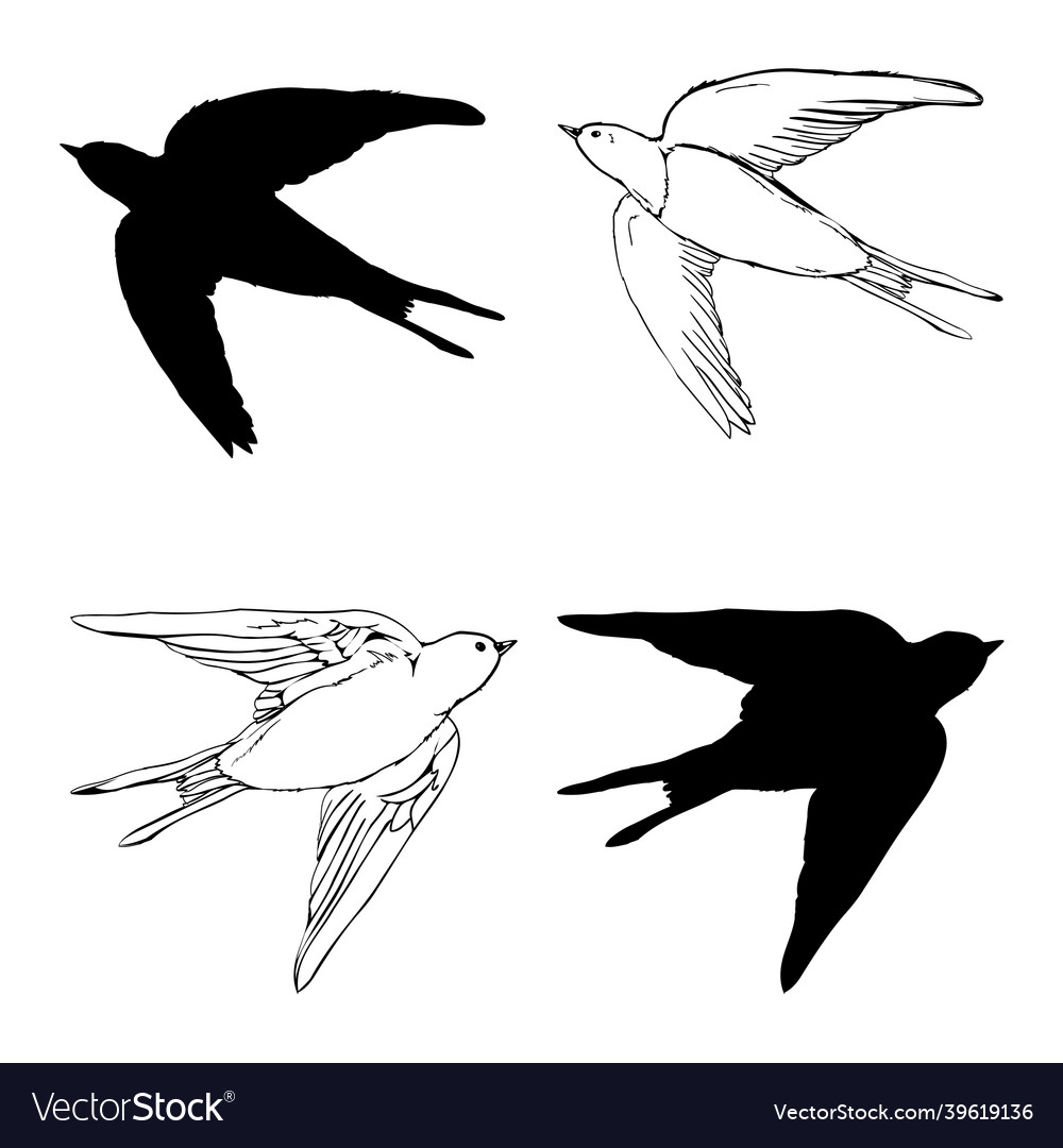 Swallow silhouette isolated on white vector image Swallow silhouette isolated on white