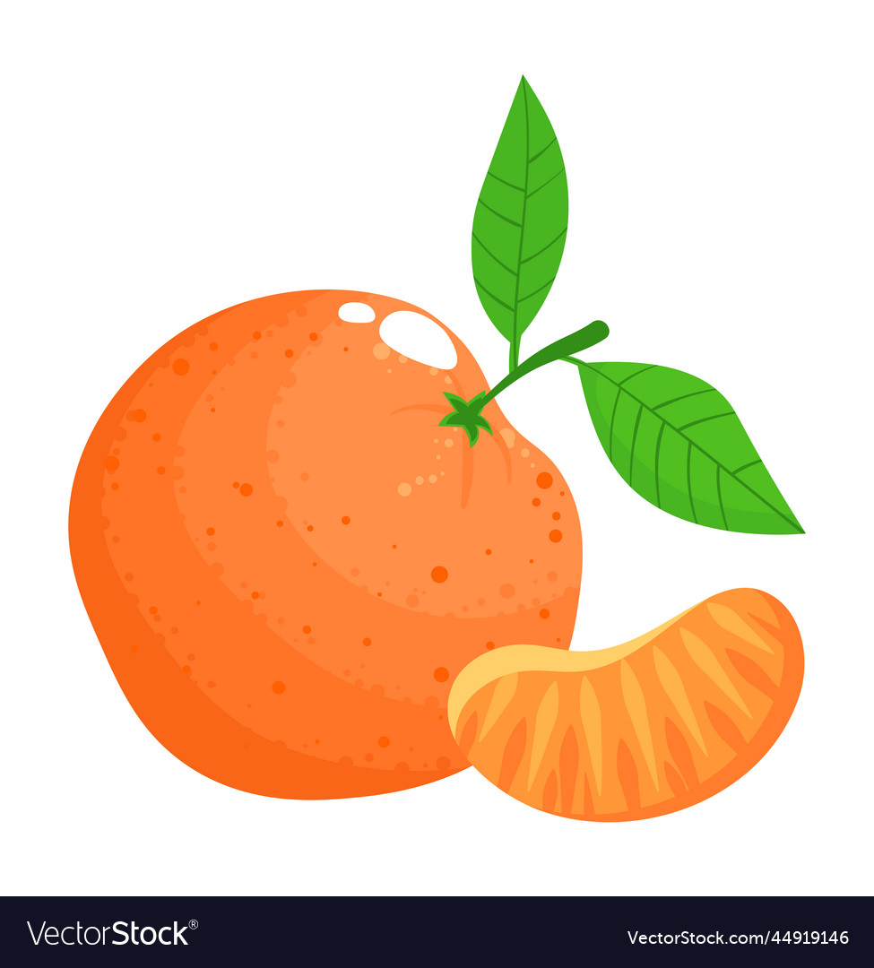 Fresh organic food citrus fruit orange slice Vector Image