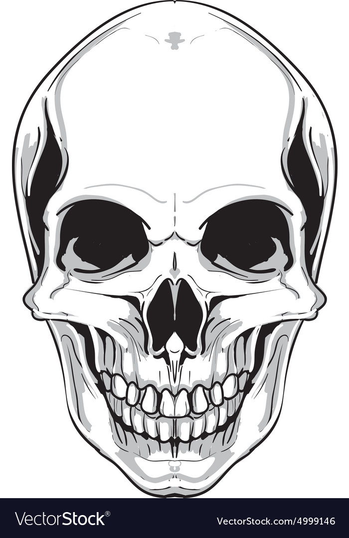 Skull Royalty Free Vector Image - VectorStock