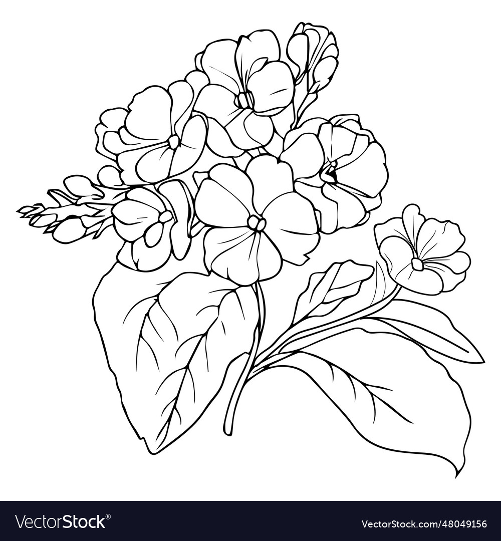 Botanical primula flower drawing coloring pages