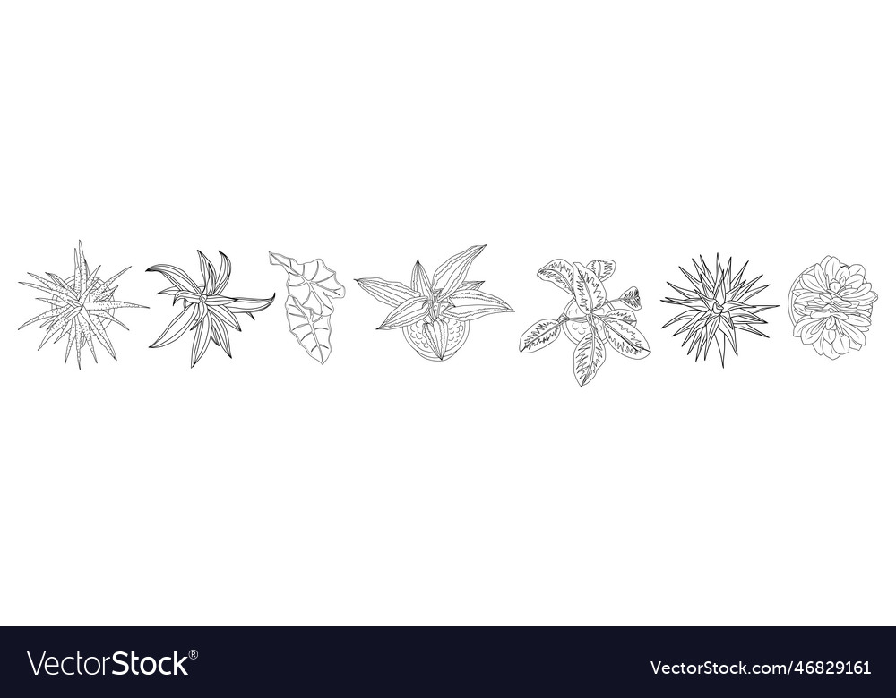 Set of different house plant top view line drawing