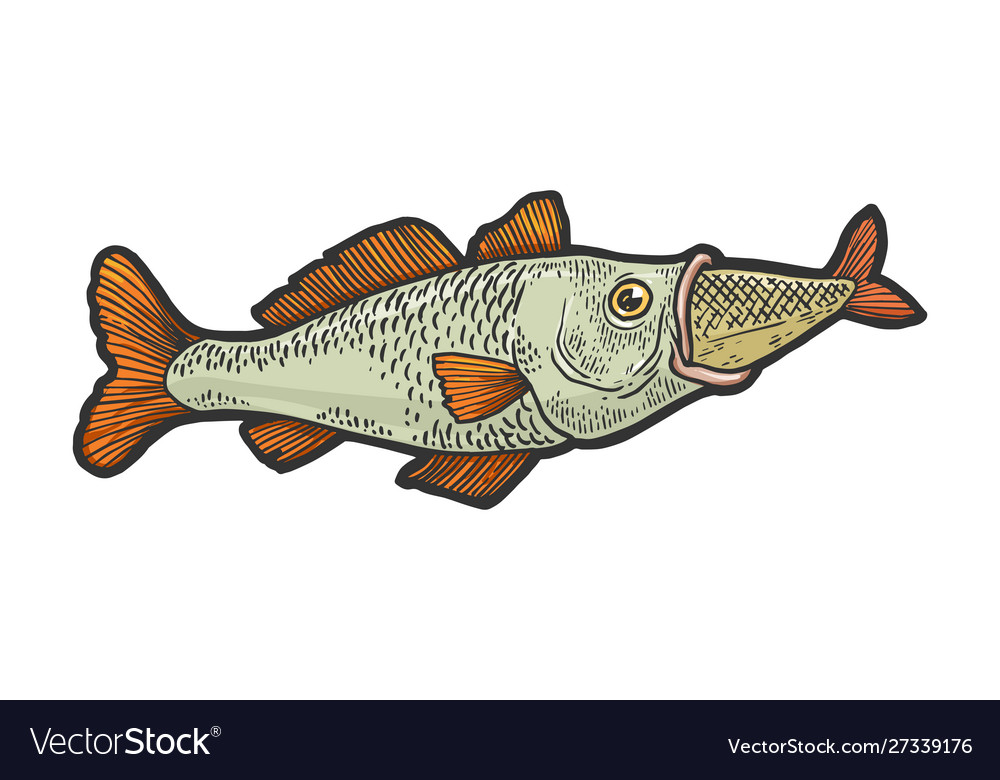 Fish swallows another fish sketch engraving Vector Image