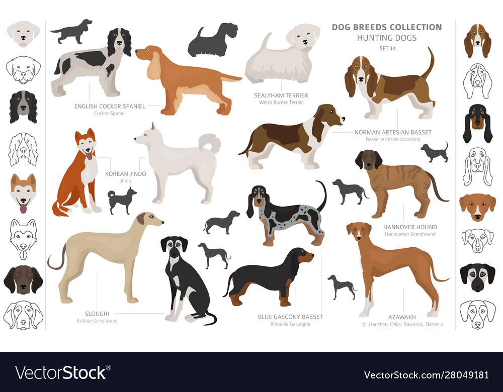 Hunting dogs collection isolated on white clipart Vector Image