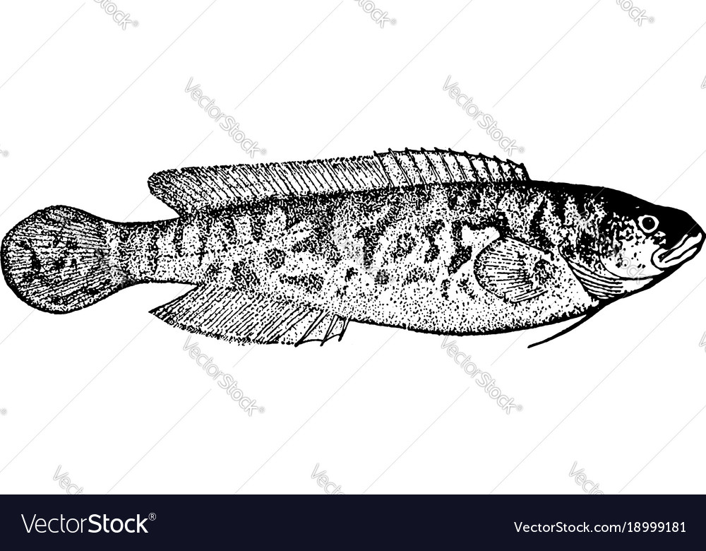 River blackfish vintage Royalty Free Vector Image