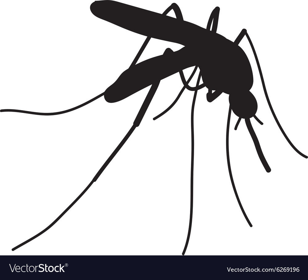 Mosquito A Realistic Royalty Free Vector Image 0346